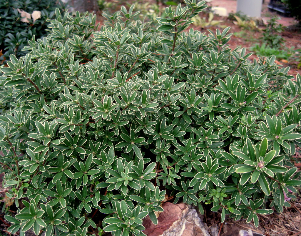 Daphne x napolitana 'Stasek'